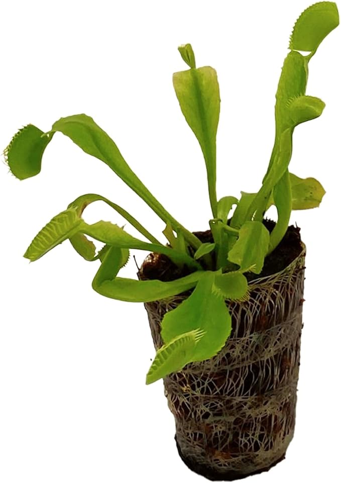 ragnaroc Dionaea Muscipula 2-4" (Venus Fly Trap) 4ct – Live Plant for Indoor Outdoor Use, Carnivorous Plants – Live Arrival Guaranteed