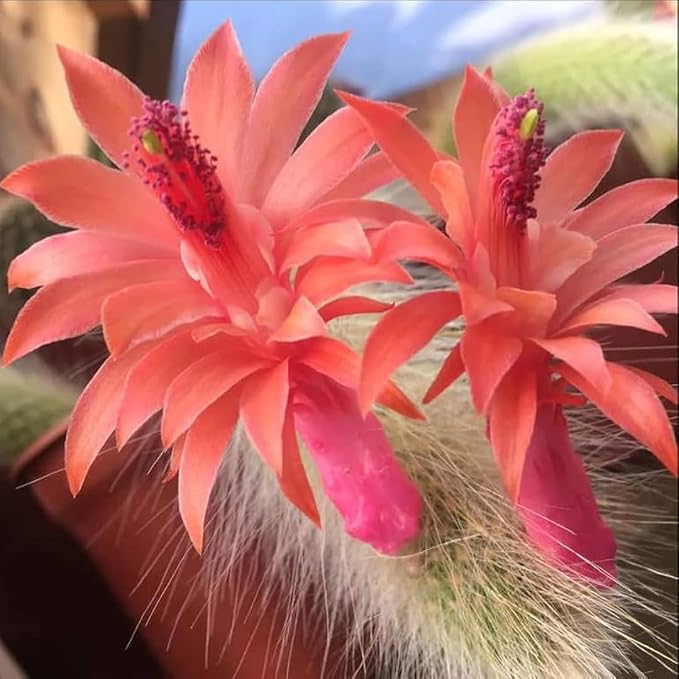 Rare Monkey Tail Cactus Live Plant – 7-9 Inch Succulent for Indoor & Outdoor, Unique Trailing Live Succulent, Ideal Gift for Plant Lovers