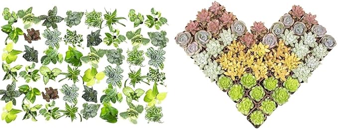 Easy to Grow Houseplants (48 Pack) Live House Plants in Plant Containers, Growers & Altman Plants, Live Succulents Plants (50 Pack), Nursery Pots Variety Pack, Bulk Succulents Plants Live Plants