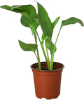 White Bird of Paradise Strelitzia Nicolai Live Plant for Indoor | Different Houseplants in 4'' & 6'' Pot | Real House Plant for Living Room, Office & Desk | Strelitzia Nicolai