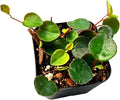 Live Trailing Plants String Plants (2”Pot Peperomia Ruby Cascade)