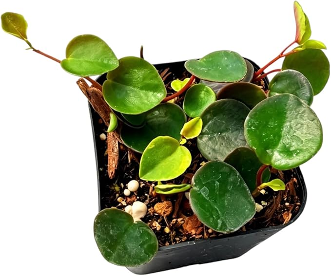 Live Trailing Plants String Plants (2”Pot Peperomia Ruby Cascade)