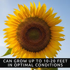 Skyscraper Sunflower Seeds – 20 Seeds, Rare Giant Variety – Grows 15–20 Feet Tall – Exotic, Tall Garden Sunflowers – Pollinator-Friendly