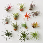 Air Plants Live | Air Plants Variety Pack Live | Available in Packs of 2, 4, 6, 8, 10, &12 | Tillandsia Live Plants | 1-5 inches | CA Seller (Pack of 12 Air Plants)