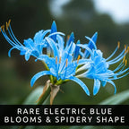 Electric Blue Spider Lily Bulb for Planting (1 Bulb) - Rare Lycoris Variety -Striking Blue Blooms -Easy Care Perennial - Surprise Bloom Flower - Unique Valentine Gift - Cheerful Lily