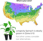 Longevity Spinach Plant (12 Plants)