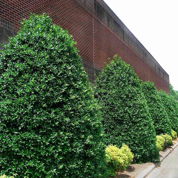 Brighter Blooms - Nellie Stevens Holly Shrub, 1 Gallon - No Shipping to AK, AZ, HI, OR