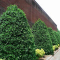Brighter Blooms - Nellie Stevens Holly Shrub, 1 Gallon - No Shipping to AK, AZ, HI, OR