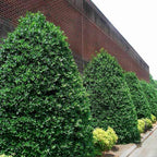 Brighter Blooms - Nellie Stevens Holly Shrub, 1 Gallon - No Shipping to AK, AZ, HI, OR