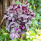 Wandering Jew Live Plant, Purple Tradescantia Zebrina Succulent Plant Live for Growing Hanging Basket Plant, 4 Inc Pot