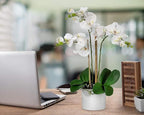 Serene Spaces Living White Realistic Phalaenopsis Orchids in Pot, Artificial Potted Flowers - Beautiful Entryway Vase, Foyer Table Décor, Measures 26" Tall & 5" Diameter, Set of 6