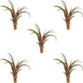 ragnaroc Air Plants - Tillandsia Red Capitata, Large 5-7” - 5 ct - Live Arrival Guaranteed - House Plants for Home Decor & Gift