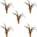 ragnaroc Air Plants - Tillandsia Red Capitata, Large 5-7” - 5 ct - Live Arrival Guaranteed - House Plants for Home Decor & Gift