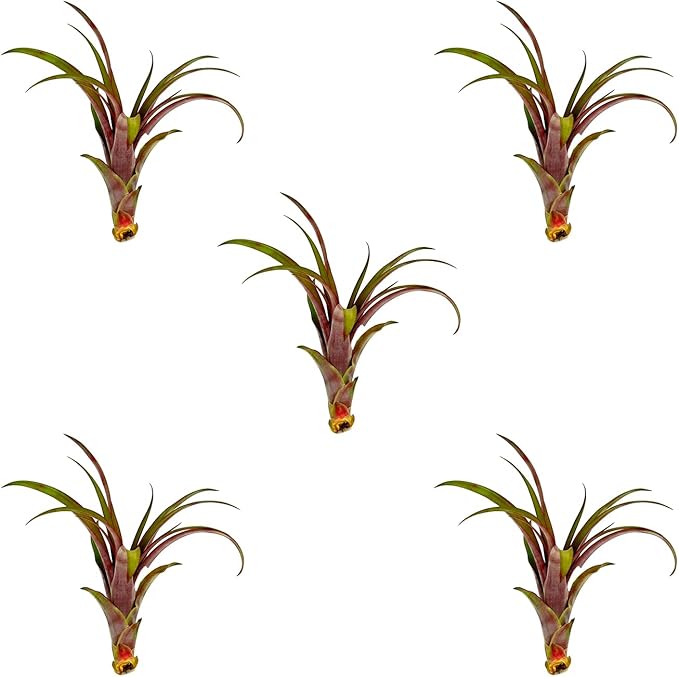 ragnaroc Air Plants - Tillandsia Red Capitata, Large 5-7” - 5 ct - Live Arrival Guaranteed - House Plants for Home Decor & Gift