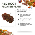 60+ Live Red Root Floater Plants - Vibrant Floating Aquarium Plants - Live Aquarium Plants for Growing - Aquatic Plant Live