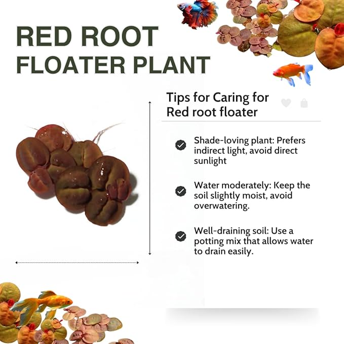 60+ Live Red Root Floater Plants - Vibrant Floating Aquarium Plants - Live Aquarium Plants for Growing - Aquatic Plant Live