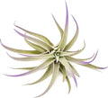 Purple Colorful Tillandsia Air Plants - Long Lasting Color Enhanced Live Tillandsia Succulent House Plants - Home and Garden Decor - Easy Care Indoor and Outdoor (Harrisii, Single)