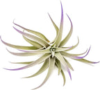 Purple Colorful Tillandsia Air Plants - Long Lasting Color Enhanced Live Tillandsia Succulent House Plants - Home and Garden Decor - Easy Care Indoor and Outdoor (Harrisii, Single)
