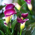 100 Seeds Rare Calla Lily Seeds Flower Seeds Perennial Flowers