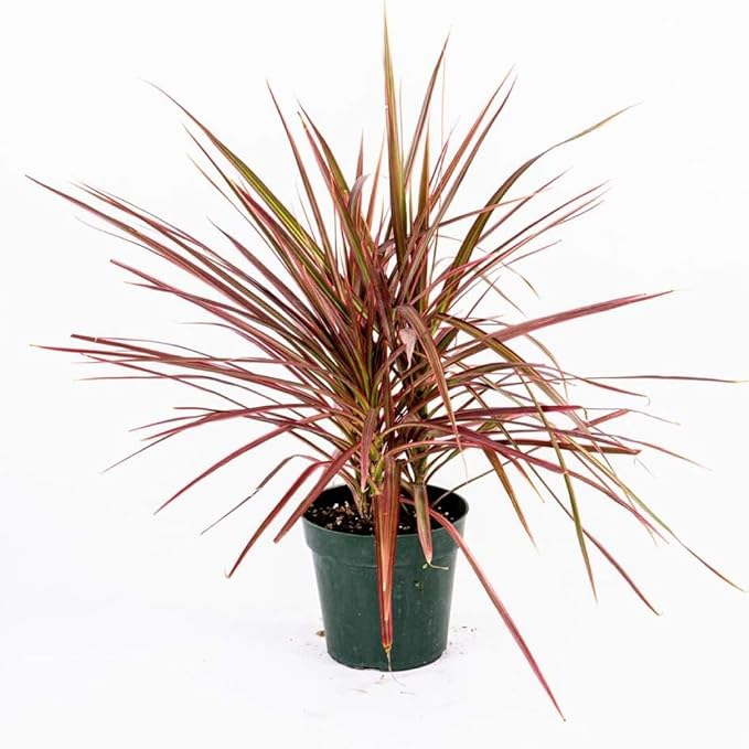 American Plant Exchange Dracaena 'Colorama' – 6-Inch Pot – Live Colorful Houseplant with Pink and Green Striped Foliage, Easy Care Indoor Plant for Desks, Shelves & Home or Office Décor