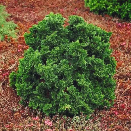 Dwarf Hinoki Cypress Live Plant in Pot – Chamaecyparis obtusa Nana Gracilis – Evergreen Bonsai Tree, Outdoor Shrub for Landscaping, Patio Container, Japanese Garden Accent