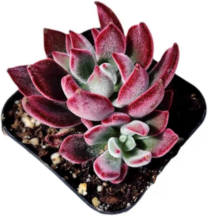 Live Succulent Cactus Plants from USKC (2" Pot) (Echeveria Devotion)