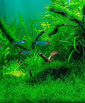 Java Moss Live Plant (Vesicularia dubyana) 4 oz Cup