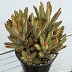 Kalanchoe Plant Live, Mother of Thousands Live Plant in 2" Pot, Rare Succulent Indoor Houseplant (Chocolate Kalanchoe)