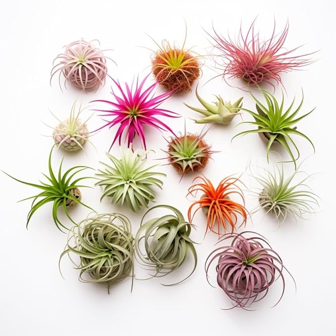 Air Plants Live | Air Plants Variety Pack Live | Available in Packs of 2, 4, 6, 8, 10, &12 | Tillandsia Live Plants | 1-5 inches | CA Seller (Pack of 12 Air Plants)