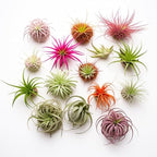 Air Plants Live | Air Plants Variety Pack Live | Available in Packs of 2, 4, 6, 8, 10, &12 | Tillandsia Live Plants | 1-5 inches | CA Seller (Pack of 8 Air Plants)
