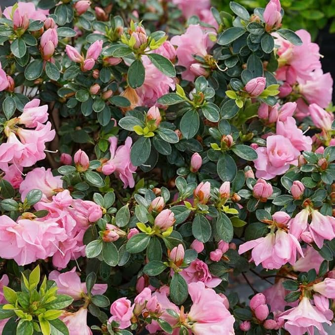 Double Pink Azalea Plant Live, 7 Months Old Rhododendron Like, Azalea Rhododendron Tree Flowers Plants Live Bush in Pot