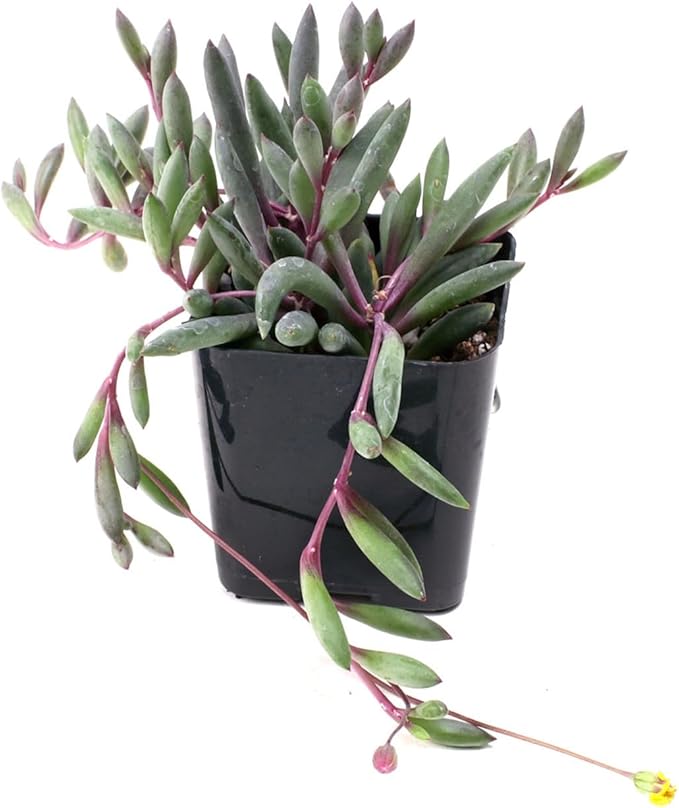 Mountain Crest Gardens Trailing & Strings Succulent Pack - 6 Live Plants in 2 Inch Pots - Real Succulents for Hanging Planters, Home Decor, and DIY Arrangements