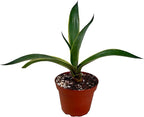 FATPLANTS Succulent Plant(s) Fully Rooted in 4 inch Planter Pots with Soil - Real Succulent Live Potted Succulents/Unique Indoor Cactus Decor (1, Agave desmettiana)