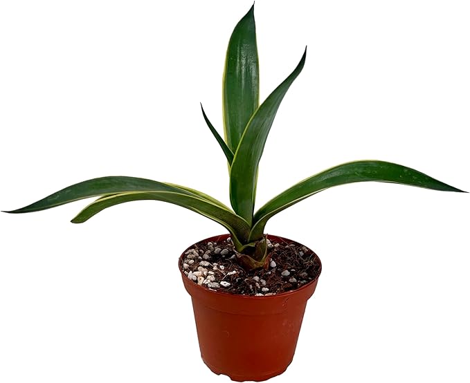 FATPLANTS Succulent Plant(s) Fully Rooted in 4 inch Planter Pots with Soil - Real Succulent Live Potted Succulents/Unique Indoor Cactus Decor (1, Agave desmettiana)