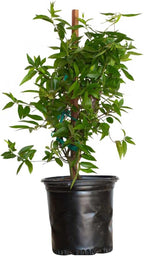 Carolina Jessamine (1 Gallon) Semi-Evergreen Blooming Vine with Yellow Flowers - Full Sun to Part Sun Live Outdoor Plant