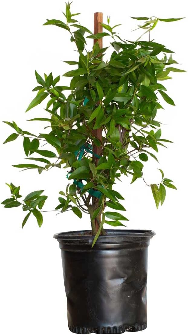 Carolina Jessamine (1 Gallon) Semi-Evergreen Blooming Vine with Yellow Flowers - Full Sun to Part Sun Live Outdoor Plant