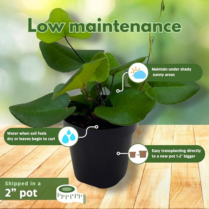 BubbleBlooms Heart Fern, Hemionitis arifolia, Heart Shaped Leaves, Tongue Fern in 2 inch Pot