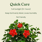 Hibiscus Plant Live - Double Red Hibiscus Bush - Flowering Plants - Red - Overall Height 26" to 28" - Tropical Plants of Florida (Plant Only)