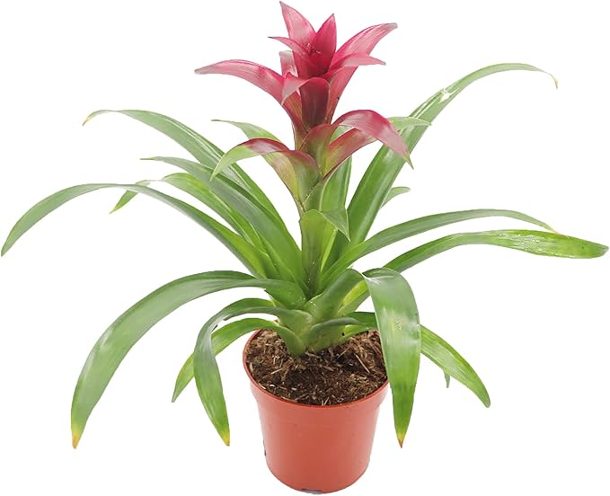 Purple Bromeliad -4'' from California Tropicals