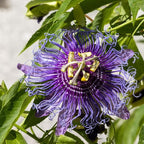 Deep Purple Passion Flower Plant Live, Passiflora Flowering Vine, Trailing Passion Flowers 4 to 8 Inch Tall