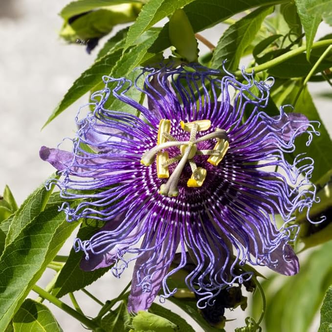 Deep Purple Passion Flower Plant Live, Passiflora Flowering Vine, Trailing Passion Flowers 4 to 8 Inch Tall