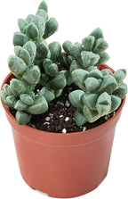 Sprout N Green Ice Plant, Live Corpuscularia lehmannii Succulent Fully Rooted in 4 inch Starter Pot, House Plant for Indoor Outdoor Home Office Wedding Decoration Party Favor