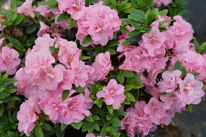 Double Pink Azalea Plant Live, 7 Months Old Rhododendron Like, Azalea Rhododendron Tree Flowers Plants Live Bush in Pot