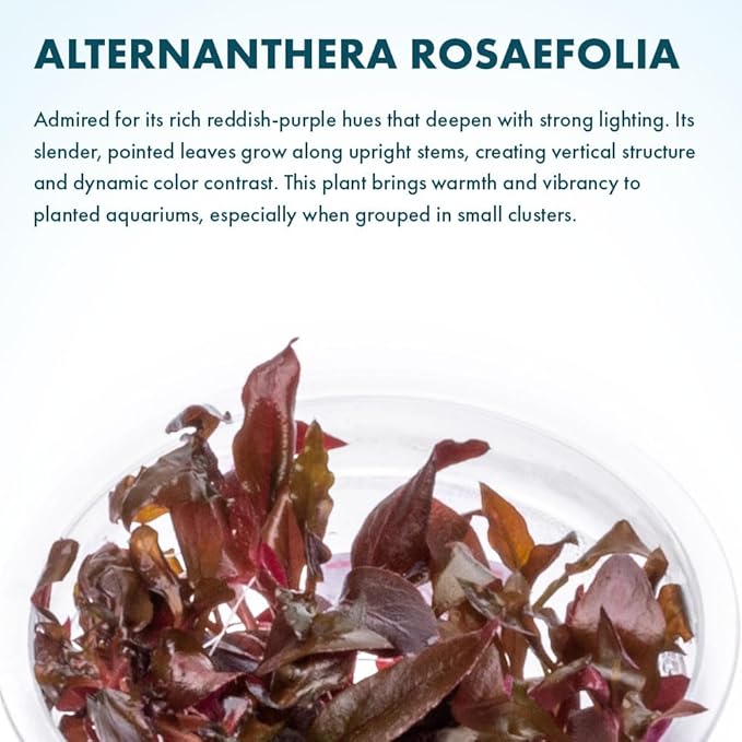 SubstrateSource Live Plant - Alternanthera Reineckii Rosaefolia Live Aquarium Plant Tissue Culture Aquatic Stem - 100% Snail Free in Vitro Cup (AR Rosaefolia)