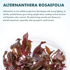SubstrateSource Live Plant - Alternanthera Reineckii Rosaefolia Live Aquarium Plant Tissue Culture Aquatic Stem - 100% Snail Free in Vitro Cup (AR Rosaefolia)