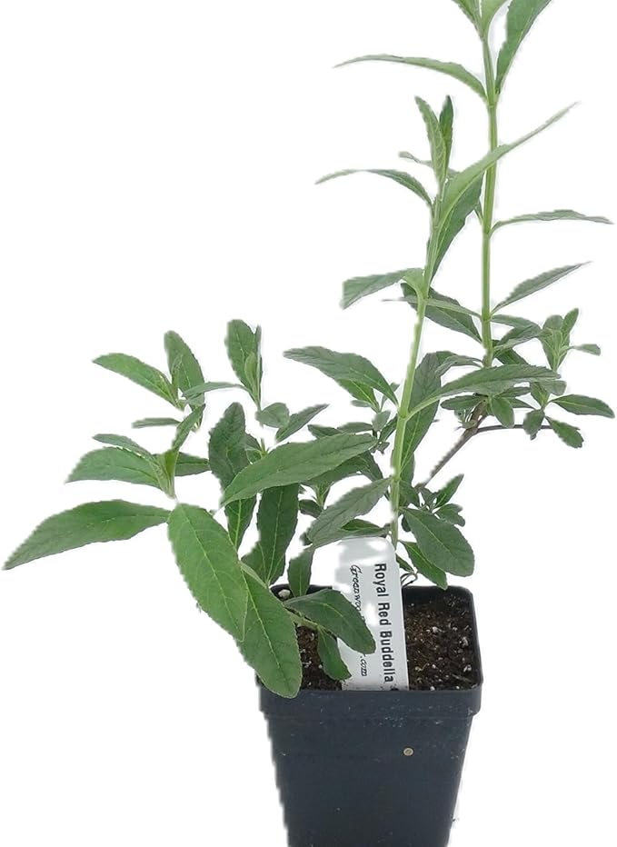 Greenwood Nursery: Live Shrub Plants - Royal Red Butterfly Bush + Buddleja/Buddleia Davidii - [Qty: 2X Pint Pots] - (Click for Other Available Plants/Quantities)