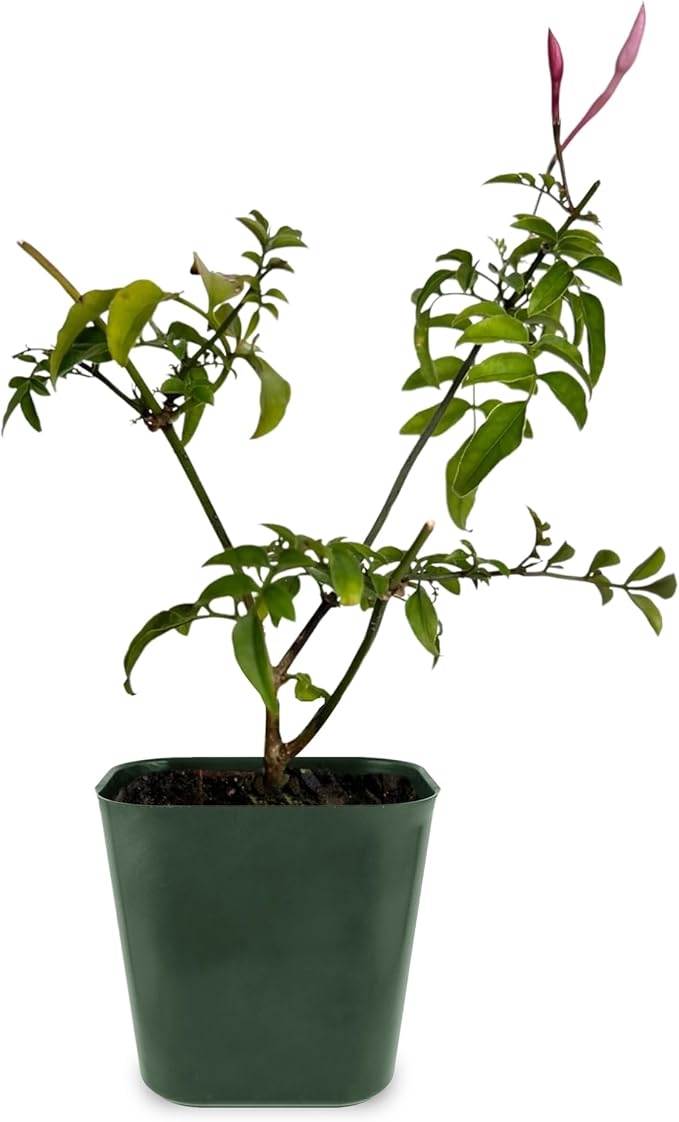 My Shelfie - Mini Pink Jasmine Plant Vine Starter in 2-Inch Pot, Live Plants Outdoor Setting, 3-5 Inches Tall, Pet-Friendly, 1-Piece