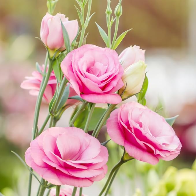 Eustoma Lisianthus Plant Live, Lisianthus Flowers Well Rooted Plug 2-3 Inch Height, Lisianthus Thornless Roses Seedling (Pink Lisianthus)