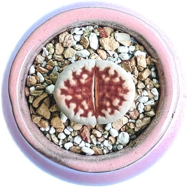 Live Exotic Lithops Karasmontana V Mickbergensis VAR Red Top Living Stone Rare Succulent (Medium)