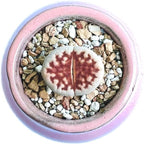 Live Exotic Lithops Karasmontana V Mickbergensis VAR Red Top Living Stone Rare Succulent (Medium)